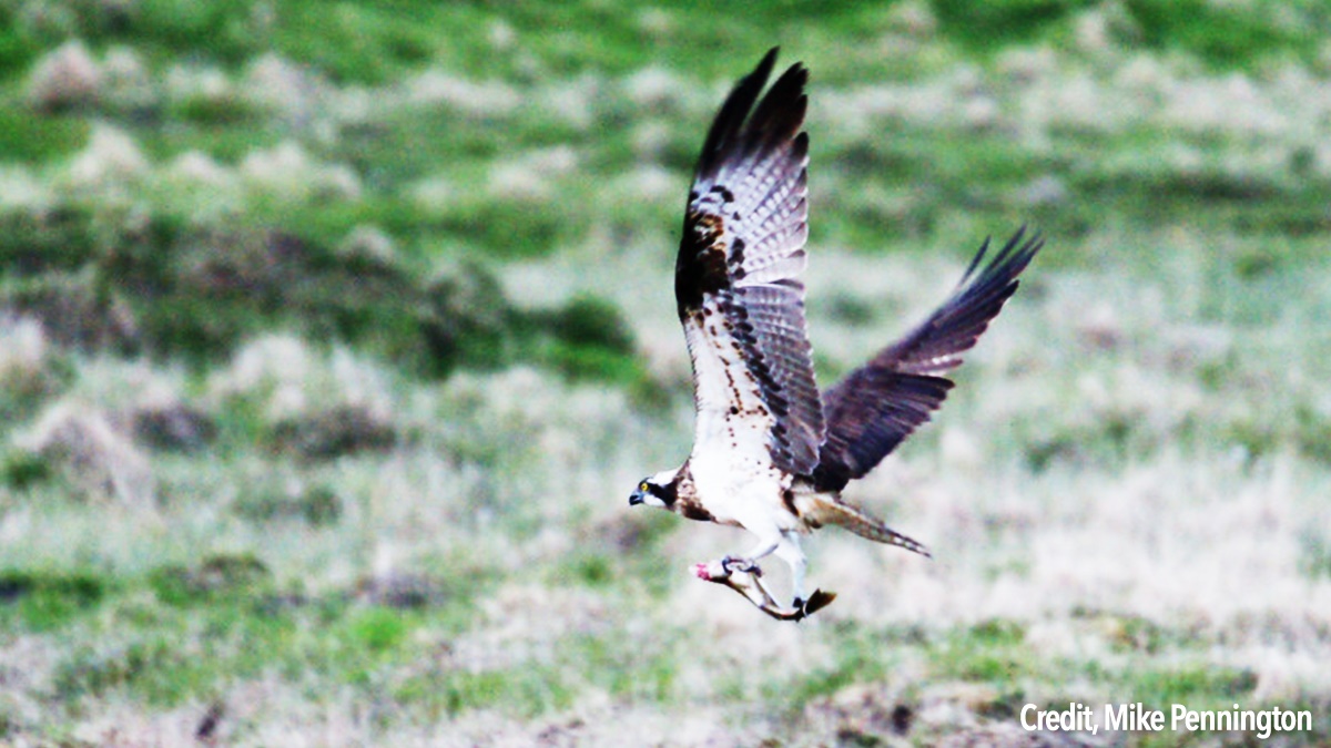 Bird of Prey in Scotland